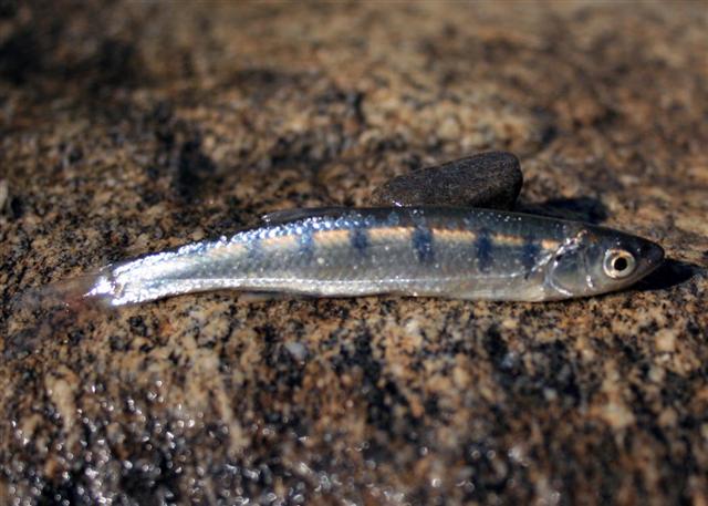 (Barilius) Род БАРИЛИИ 29 видов